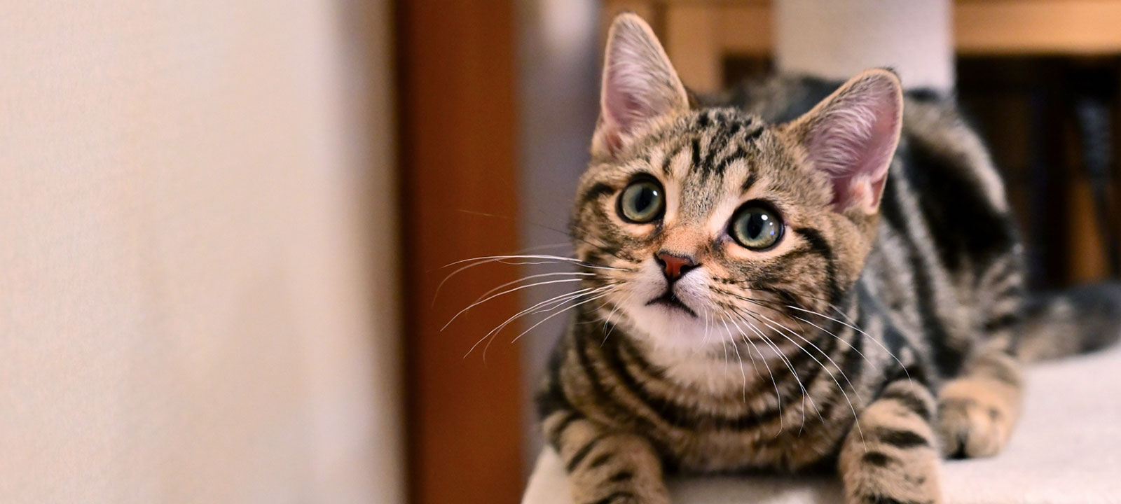 猫にやさしい動物病院