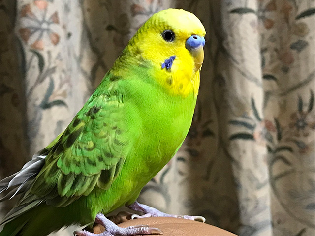 ぴこ
