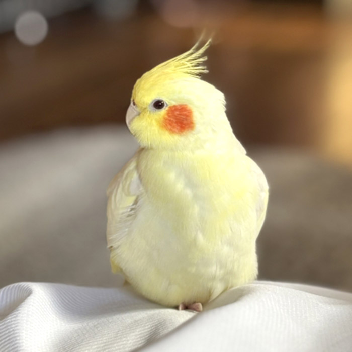 オカメインコの写真