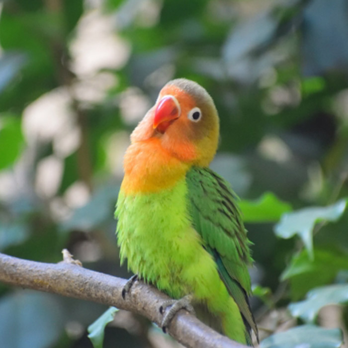 ボタンインコの写真