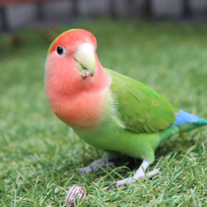 コザクラインコの写真