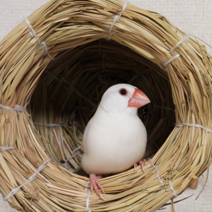 ブンチョウの写真