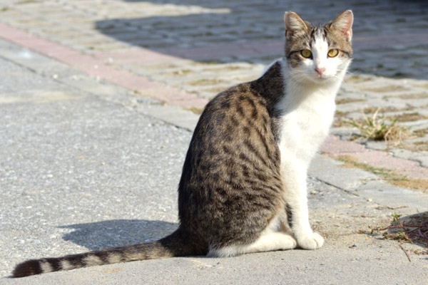 TNR